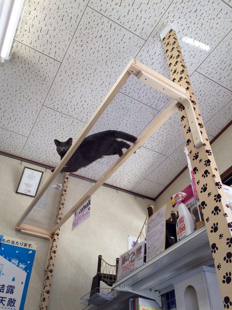 キャットウォークの画像