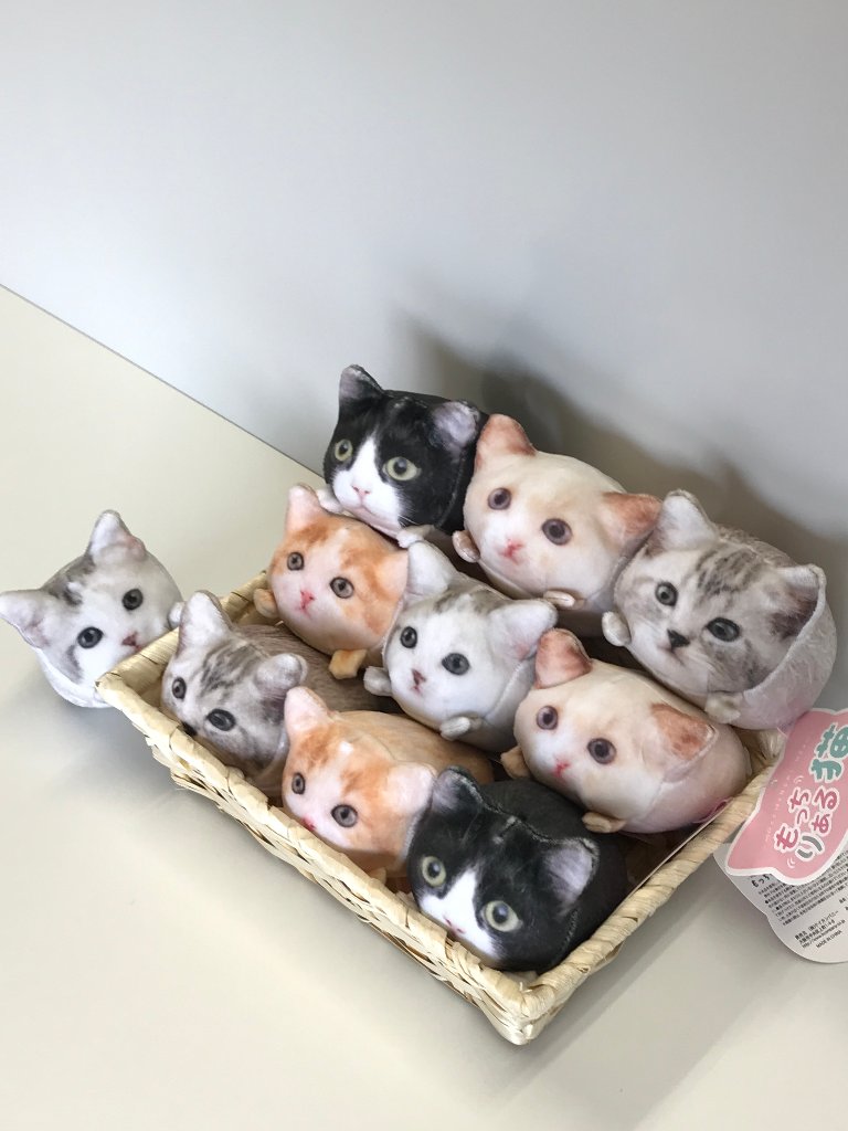 もっちりある猫の画像